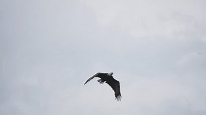Bald Eagle Flying Slow Motion Through Stock Footage Video (100% Royalty-free) 3598598461 | Shutterstock