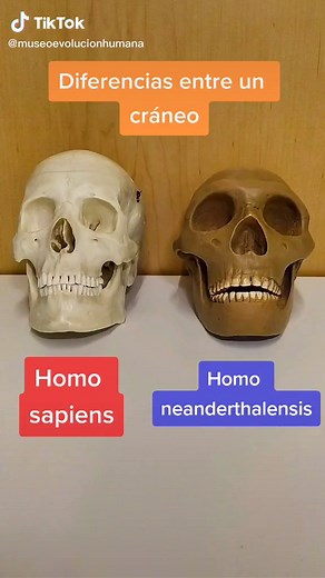 Cráneo Neandertal vs Homo Sapiens: Evolución Humana