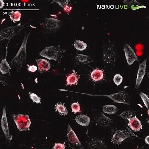 #livecellimaging #technology #nanolive | Nanolive SA