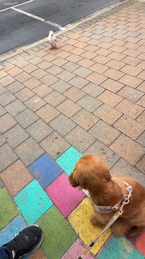 Melody getting seagull training today. | Akayce English Cocker Spaniels