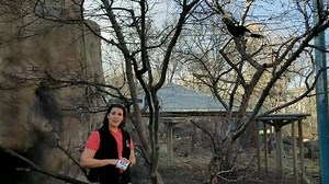 "Watch the video to learn more about our silvery-cheeked Hornbills from Birds Keeper Thea. Thea has been training the female Ruby to enter a crate voluntarily. If this shy bird ever needs to be moved or needs medical attention, this will make it safer for her to participate in her own care." -Birds team | Denver Zoo Conservation Alliance