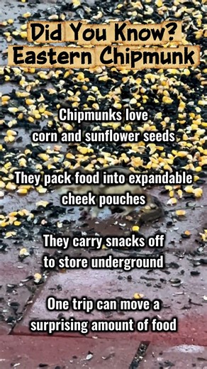 Chipmunk Snack Run 🌽🌻