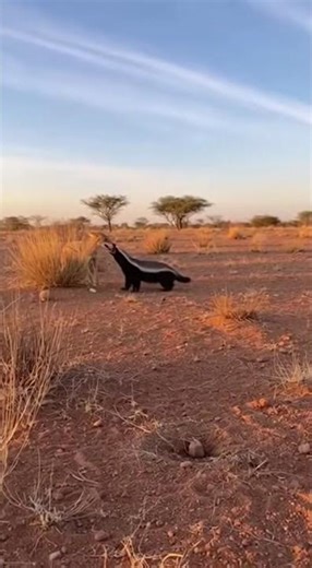 Honey badger vs. Plains dog