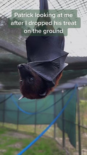 it was an ACCIDENT #bats #fyp #lubeebats