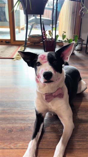 Celebrate Valentine’s Day with Your Dog
