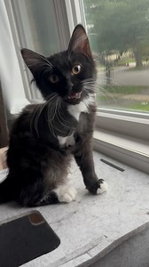 The tuxedo kitty club #tripod #tripodcat #tripodkitten #kitten #meow #squeak #adorable #baby #cat #catsoffacebook #catsofinstagram | The Blind Cat House