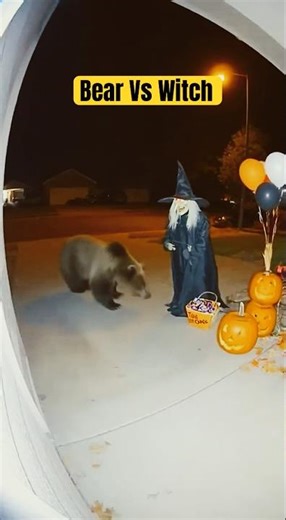 Bear Gets Spooked by Life-Size Witch Decoration –Knocks It Over in Panic! 🎃🐻 #halloween #shorts