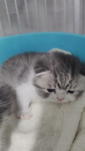 Petting a cat is fun for a moment, but petting a cat all the time is
