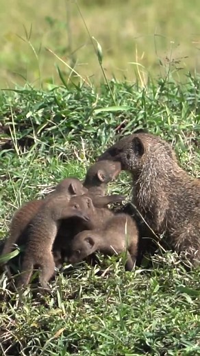 A banded mongoose mother minds her many babies.#animal #nature #mongoose #family