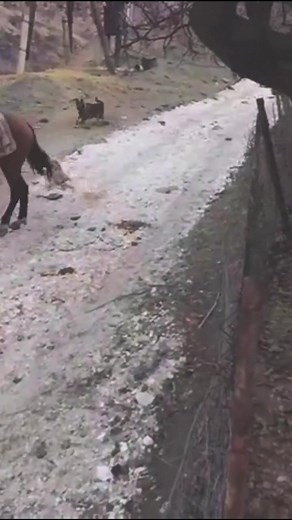 Cat fun? | Proton Globe Johnny