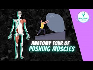 ANATOMY TOUR OF PUSHING MUSCLES | Tensegrity & Movement Examples