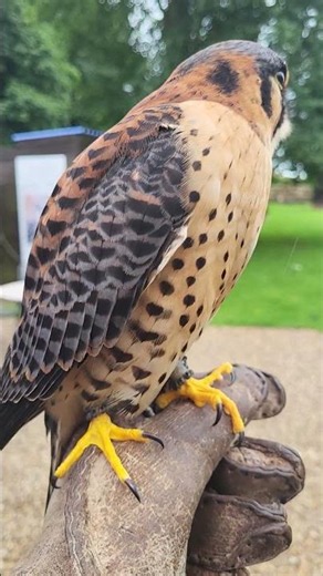 PERYAN CALLING (Peregrine/American Kestrel Hybrid)