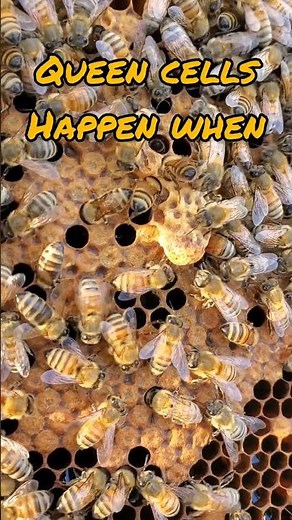Queen Cells / Swarm Cells