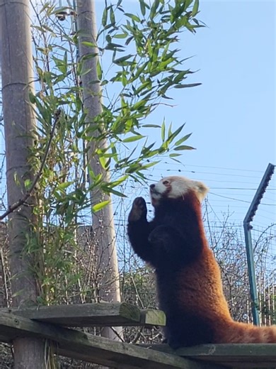 Some of the faces that make Welsh Mountain Zoo so special 🧡 Sea lions, gibbons, red pandas… every species here has a story, and protecting them takes a lot more than people realise. As the zoo’s fundraiser, I get to see first hand how donations help care for these incredible animals and support conservation around the world. If you’d like to support the zoo, I’ve added the JustGiving link in my bio. 💚 #WelshMountainZoo #ZooLife #Conservation #Fundraising #NorthWales