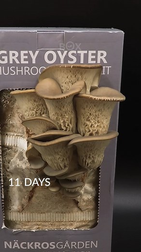 13 days in 20 seconds. Grey Oyster Mushroom #timelapse #mushroom #boxlapse #greyoyster | Boxlapse