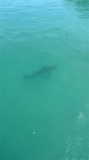 This White Shark recently spotted at the Sea Center on Stearns Wharf appears to be a juvenile female, about 7–8 feet long. Our coast is known as a nursery for juvenile White Sharks, and we last saw a White Shark here in early May, another juvenile around 6–7 ft. We enjoyed an amazing view of this important predator and could feel confident that from the wharf we were giving it the space and respect it deserves. This sighting made for an extra special visit to the Sea Center—where you can meet an