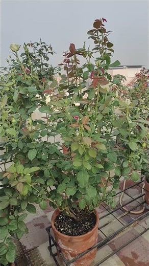How To use Humic Acid .In your Rose plant.