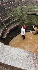Panic in Leopard Rescue — Rescuer Gets Pulled Into the Well! 😰🐆 While pulling the rope, one man is dragged forward due to the sudden weight shift. He falls face-first inside, dust bursts the moment he hits, the leopard growls, and villagers yell “Saambhaal!” as they try pulling him out. #leopardrescue #wildlifeincident #dangerousmoment #viral | Kiran Wakade