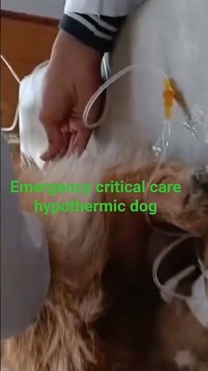 Emergency critical care hypothermic dog: heating blanket #emergency #pet#dog #cat #vet