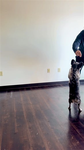 Fluffy Frenchie Circus Training #FrenchBulldog #CircusTraining #FluffyPup #DogPerformer #PetTalent