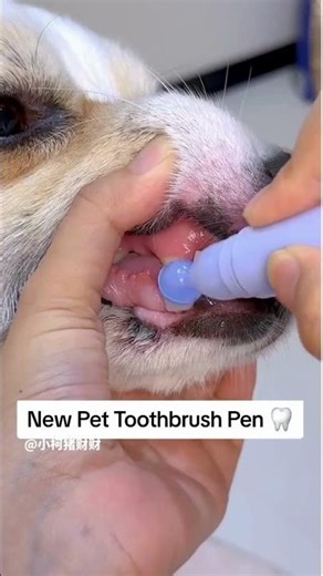 Is This The Best Toothbrush For Dogs?