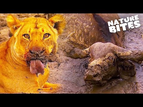 Lions Find a Buffalo Alive & Stuck in Mud | Nature Bites
