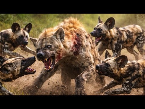 Painted Dogs: Africa’s Most Successful Hunters | The Power of Teamwork in the Wild | painted dog