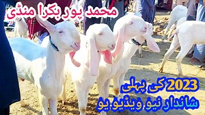 11K views · 1.4K reactions | Mohammadpur Bakra Mandi First great new video of 2023 At shahzaib Goat farm . | Shazaib goat farm | Facebook