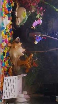 fish aquarium|turtle aquarium|best pet turtles|pet turtles for beginners|turtle for beginners