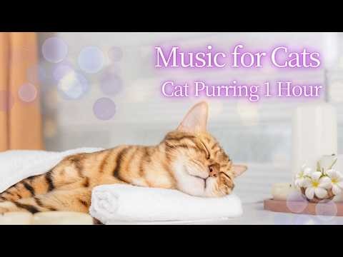 Cat Purring Series Vol.03 🐾 Powerful Purring Sound for Deep Sleep & Relaxation