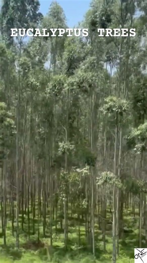 Eucalyptus Trees #god #travel #africa