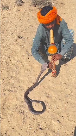 Why Snake Charmers NEVER Worry About Cobra Bites 😳