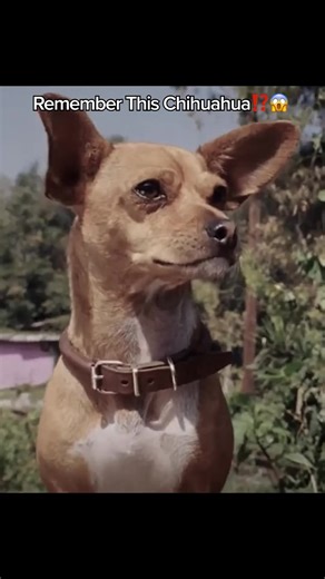 Get your tickets for my stand-up tour at GeorgeLopez.com! NEXT UP ⬇️ 💥 2/6 Houston, TX 💥 2/7 San Antonio, TX 💥 2/13 Dallas, TX 💥 2/14 Waukegan, IL 💥 2/20 Des Moines, IA 💥 2/21 La Vista, NE 💥 2/28 Newark, NJ 💥 3/20-21 New York, NY 💥 3/28 Orlando, FL 💥 4/18 Thunder Bay, ON 💥 5/7 Flint, MI 💥 6/19-20 Las Vegas | George Lopez