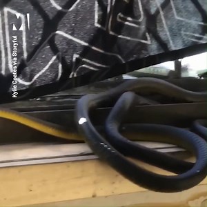 19K views · 30 reactions | This snake infestation is the stuff of nightmares  | Metro | Facebook