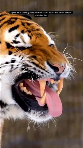 Why Tigers' Teeth Are Crucial for Their Survival 🐅