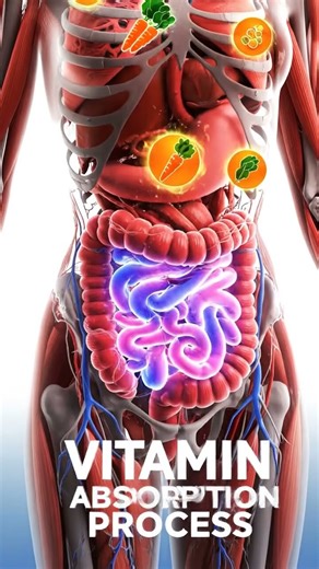 What Happens Inside Your Body? 😱 (3D Animation)