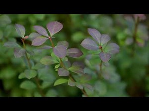 Berberis thunbergii - Japanese Barberry