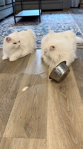 42K views · 1.5K reactions | The mystery of the water bowl flipper… who did it? 樂#catsoffacebook #mystery #intrigue #funnycats #catlife #cute #whodunnit #funnyvideos | A Cat Called Donut | Facebook