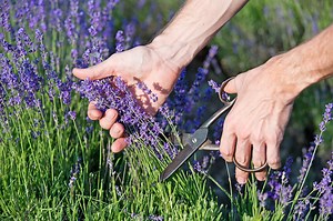 Have you harvested your lavender yet? Here's how to do it ⬇️ Cut the stems before the buds fully open ✂️ Pro-tip: Only harvest 1/3 of the blooms at a time 🌿 Once harvested, what will you do with your cuttings? #HGTVOutdoors | HGTV