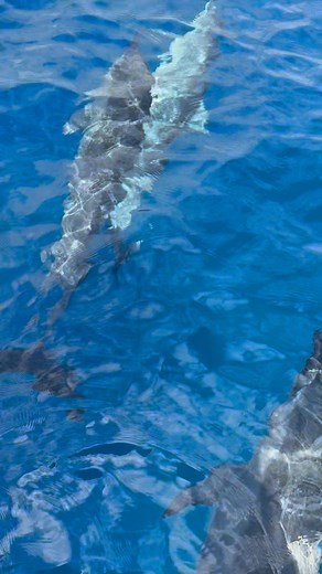 3.3K views · 55 reactions | Every small step to protect our oceans brings us closer to a world where nature thrives ✨Let’s live fully, and cherish every moment the sea has to offer.  #maui #lahaina #hawaii #dolphinwatching #viralanimals #protectnature #dolphinspotting | Hawaii Ocean Rafting | Facebook