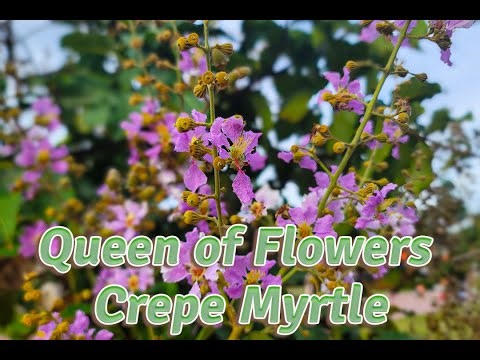 QUEEN CREPE MYRTLES Flower