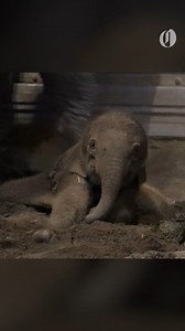 187K views · 10K reactions | Move over, Moo Deng. We've got the cuteness you need to get through this week. Read more at https://www.hereisoregon.com/experiences/2025/02/today-show-calls-oregon-zoo-elephant-calf-cutest-animal-of-2025-move-over-moo-deng.html?utm_source=facebook&utm_medium=social&utm_campaign=dhfacebook&utm_content=app.dashsocial.com%2Fhere-is-oregon%2Flibrary%2Fmedia%2F498442576 | Here Is Oregon | Facebook