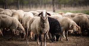 Sárgafejű juhok lepték el a Homokhátat
