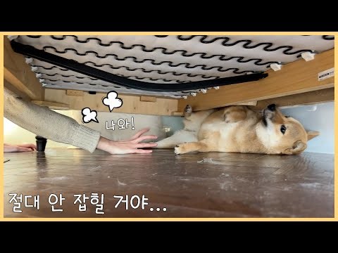 잘못하면 냅다 도망가는 강아지ㅋㅋ