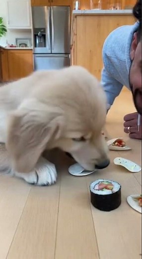 Golden Retriever vs. Owner Cookie Eating Contest—Too Cute to Handle! 🐶🍪😂 #Shorts
