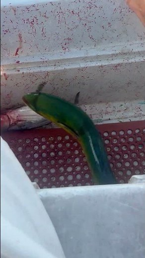 Catching mahi mahi in Hawaii ! What’s your favorite way in eating this fish ?