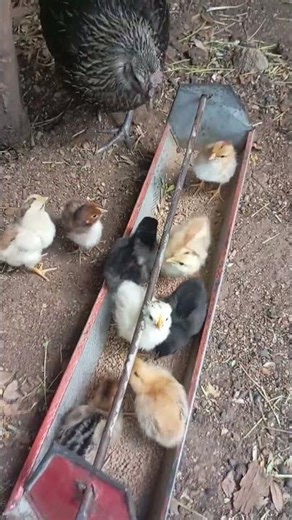 How to hatch chicks at home #chicken #organicfarming #hatching