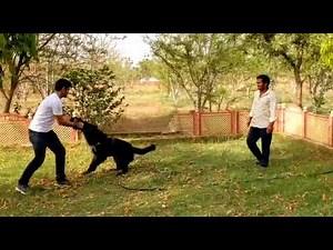 Working Line German Shepherd in India | Baadshah Kennel (Jaipur) | Czech Line German Shepherd