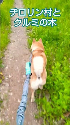 柴犬マルちゃんのみんなの歌🧑👧🧒 チロリン村とクルミの木 夢中で見てたね～😍 ＃柴犬 ＃柴犬マルちゃん ＃Shiba Inu Maru-chan