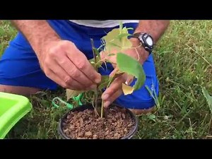 How To Grow Grape Vines Root Cuttings From Existing Plants